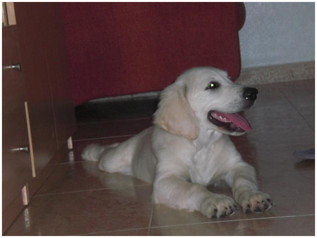 Orion